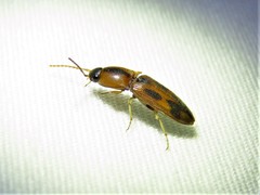 Aeolus scutellatus