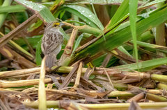 Ammodramus aurifrons