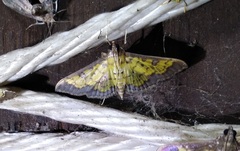 Ategumia matutinalis