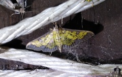 Ategumia matutinalis