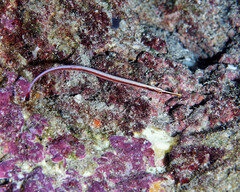 Baldwin's Pipefish photo 3