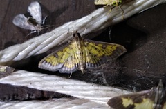 Ategumia matutinalis