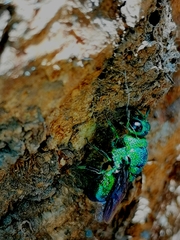 Chrysis angolensis