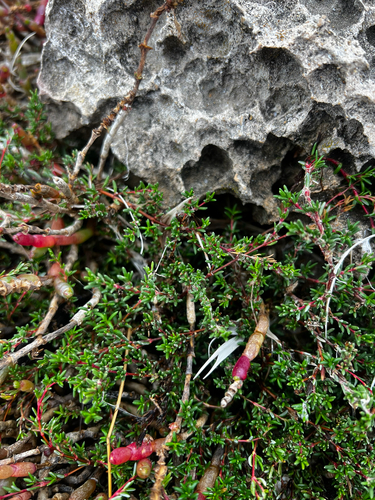 Frankenia pauciflora (Frankenia pauciflora)