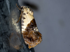 Hypertropha chlaenota
