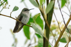 Talaphorus chlorocercus