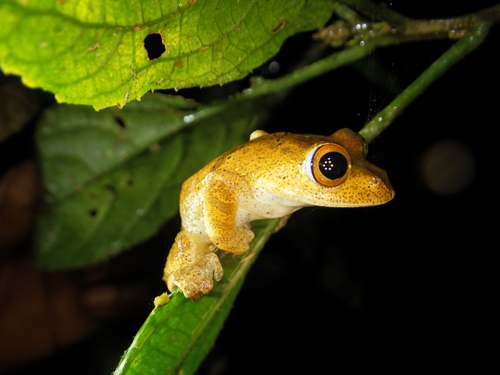 Painted Bright-eyed Frog, Boophis picturatus