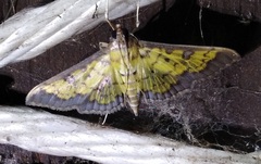 Ategumia matutinalis