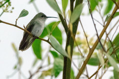 Talaphorus chlorocercus