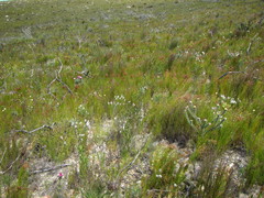 Spatalla racemosa