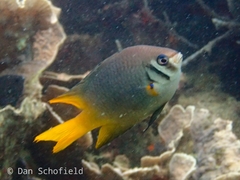 Neoglyphidodon nigroris