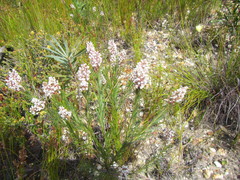Spatalla racemosa