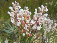 Spatalla racemosa