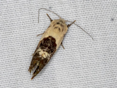 Hypertropha chlaenota