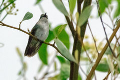 Talaphorus chlorocercus