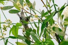 Talaphorus chlorocercus