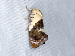 Hypertropha chlaenota