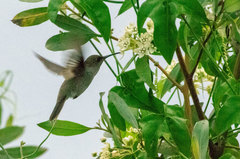 Talaphorus chlorocercus