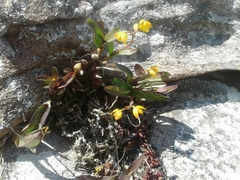 Polystachya pubescens