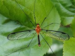 Aurotipula clara