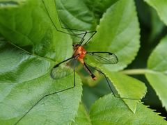 Aurotipula clara