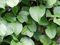 Aurotipula clara