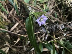 Tripterospermum lanceolatum