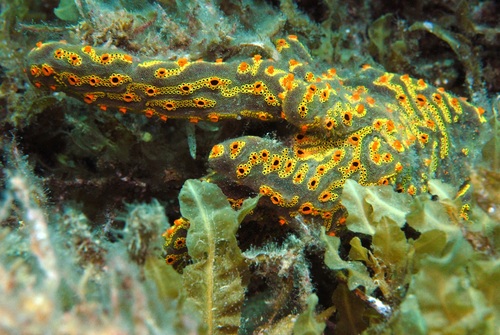 ladder ascidian, Rapid Bay Jetty, Rapid Bay SA 5204, Australia, photo 10 of 10