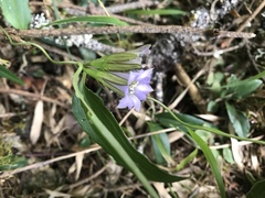 Tripterospermum lanceolatum