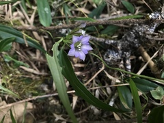 Tripterospermum lanceolatum