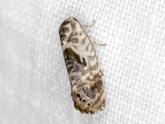 Eupselia carpocapsella