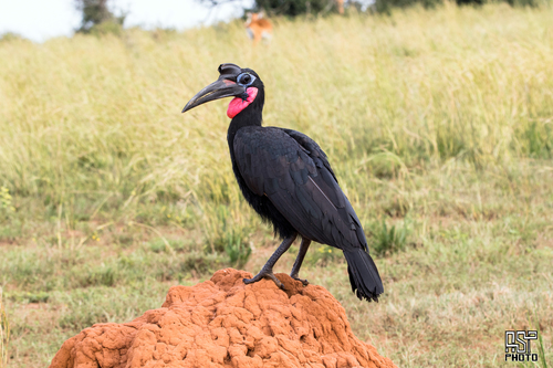 Abyssinian Ground-Hornbill