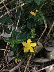 Hypericum nagasawae