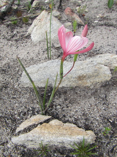 Image of Geissorhiza schinzii by (c) douglaseustonbrown, some rights reserved (CC BY-SA)