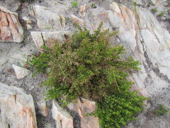 Searsia cuneifolia