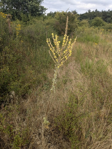 Verbascum X ramigerum