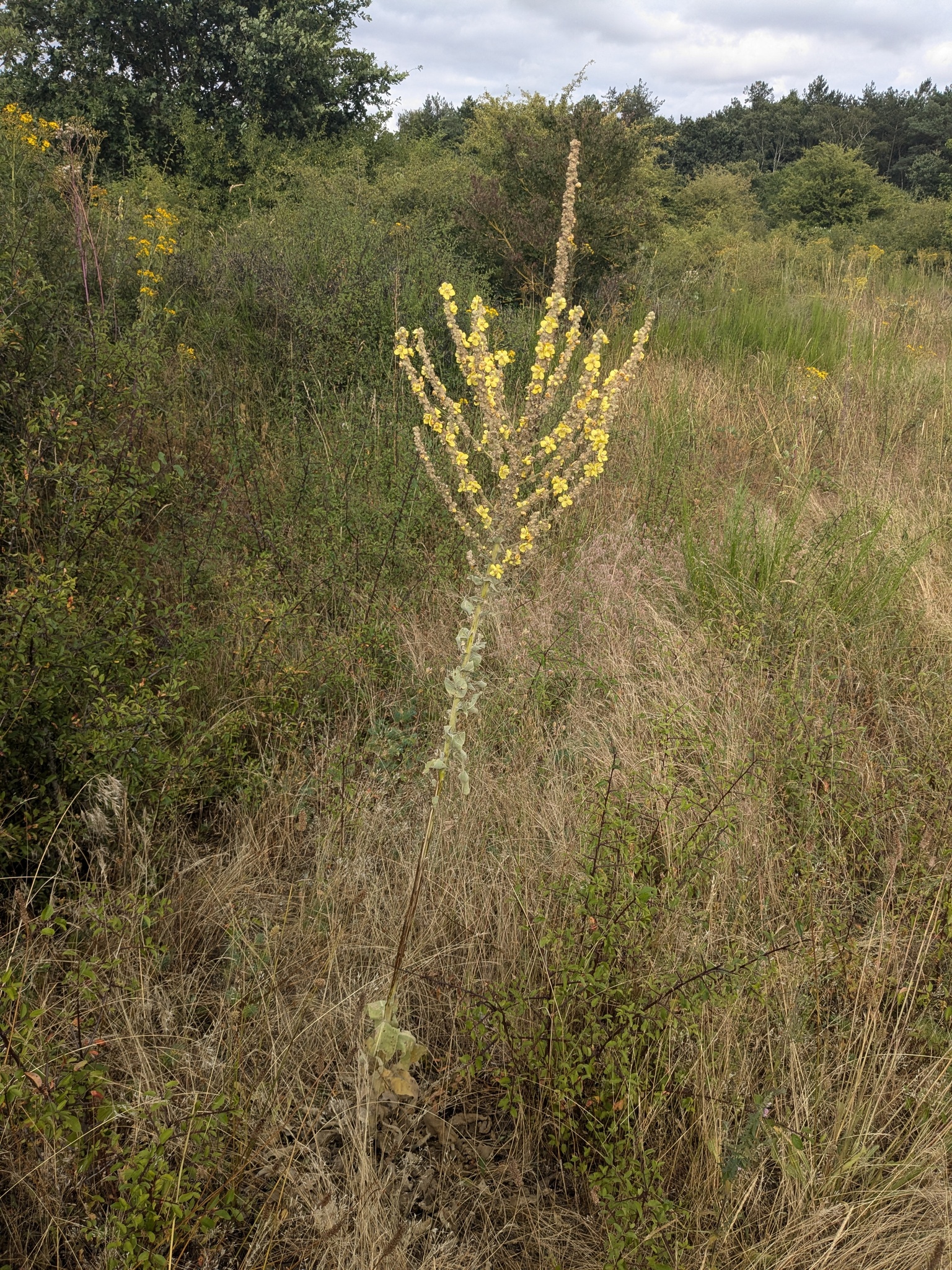 Verbascum X ramigerum