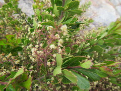 Searsia cuneifolia