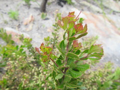 Searsia cuneifolia