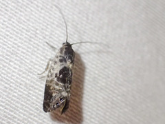 Eupselia carpocapsella