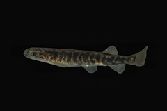 Clarence Galaxias photo 1