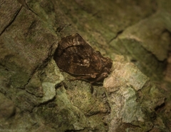 Cotylana angustifrons