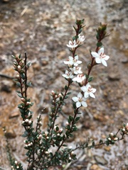 Epacris glabella