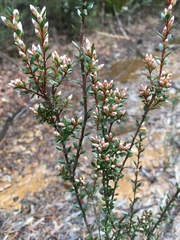Epacris glabella
