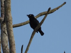 Maxwell's Black Weaver photo 1