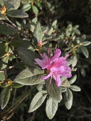 Rhododendron rubropilosum taiwanalpinum