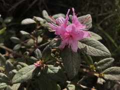 Rhododendron rubropilosum taiwanalpinum
