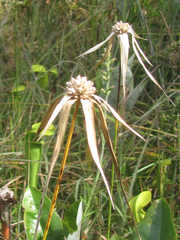 Rhynchospora latifolia