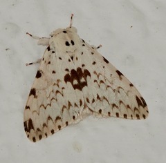 Lymantria brunneiplaga