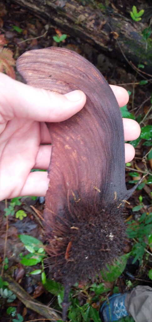 Centrolobium paraense (Canarywood)